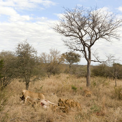 pride of lion eating a giraffe