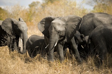 herd of elephants - Kugger - South Africa
