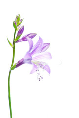 lovely purple flowers