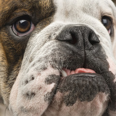 english Bulldog (6 months) in front of a white background