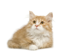 Fototapeta premium Siberian cat (12 weeks) in front of a white background