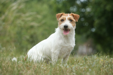 Jack Russell assis dans l'herbe