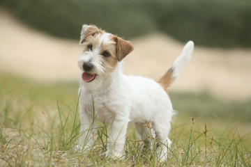 Chiot Jack Russell