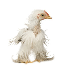 Cochin (2 months) in front of a white background