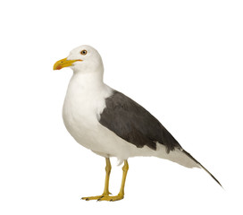 Obraz premium Herring Gull (3 years) in front of a white background