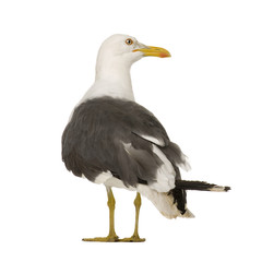 Herring Gull (3 years) in front of a white background