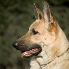 german shepherd in front of a natural green background