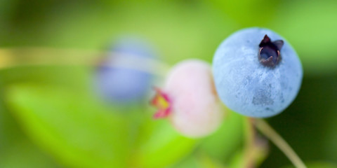 La floraison et la cueillette des bleuets au Québec
