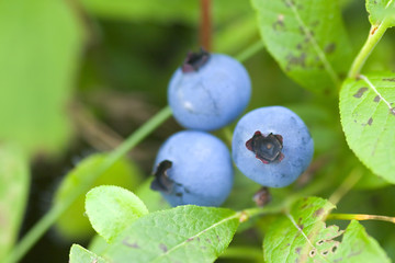 Les bleuets
