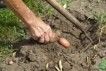 Kartoffeln ernten - potato harvest 02