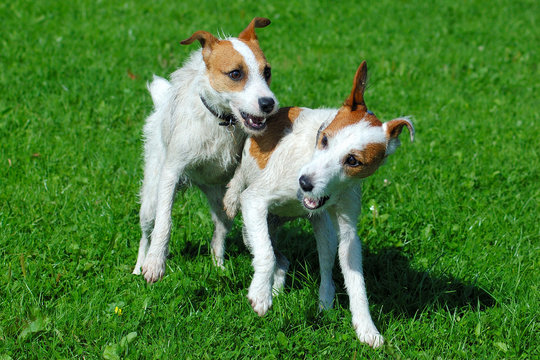 Parson Jack Russell Terrier Friends Playing