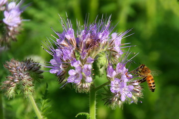 Abeille butinant une fleur mauve