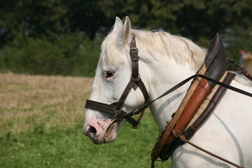 American Cream Draft Horse