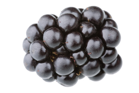Single blackberry fruit isolated against white background