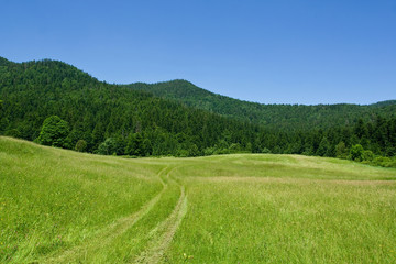 Mountain meadow scene during sunny summer day