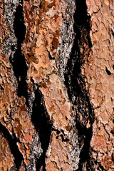 Pine Tree Bark Abstract Textured Pattern Background.