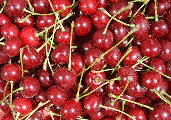 fresh juicy cherries just culled from the tree.