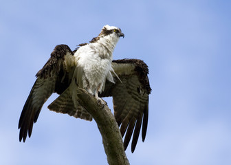 A Magnificent Osprey