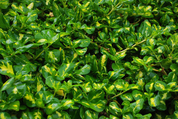 Green and Yellow Foliage