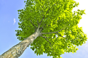 Green tree on background of blue sky