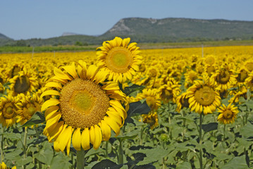 champ de tournesol