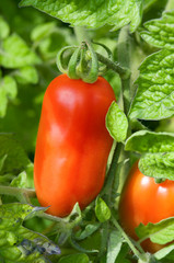 fresh red tomato in the garden