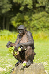Bonobo monkey sitting and eating with baby chimpansee
