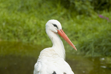 Beautiful stork with green natural background