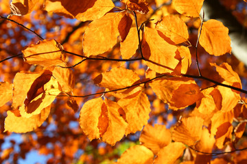 vivid fall leaves, shallow DOF