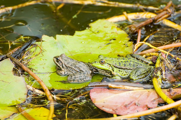 Two frogs on leaf in the pond