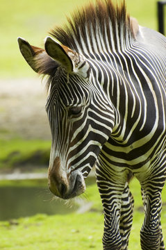 Portrait of zebra with natural blurry background