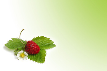 Wild strawberry plant with green leaves and flower