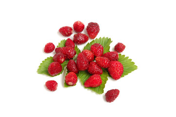 Wild strawberries plant with green leaves on white background