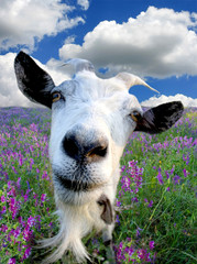 Funny Rural billy goat on the flower meadow