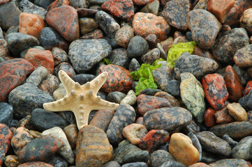 Starfish on a pebble beach