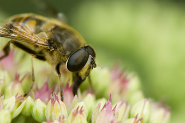 Little pink flowers with bee and green background