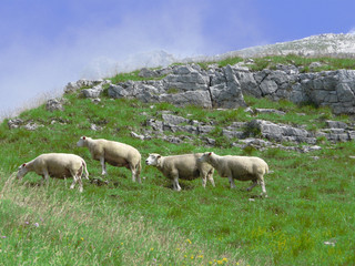 elevage de moutons