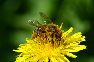 macro bee on yellow dandelion flower