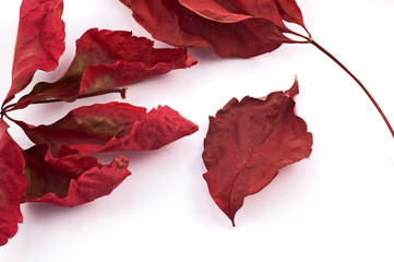 Red dried leaves on white background