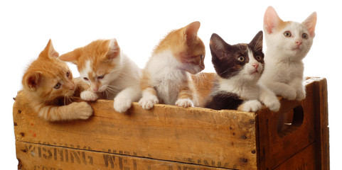 litter of five kittens in a wooden box - seven weeks old