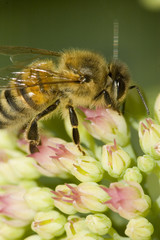 Bee on a flower in summertime