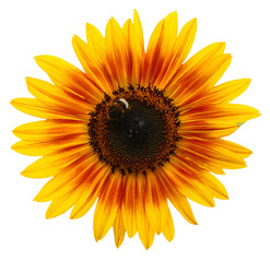 beautiful yellow Sunflower petals closeup