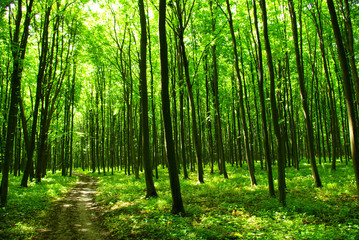 forest