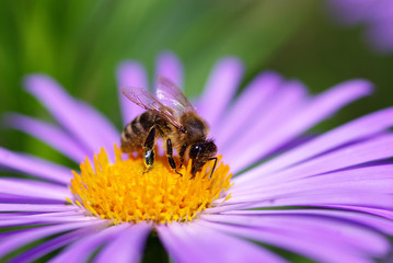 violet flower and bee