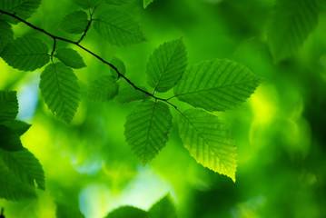Naklejka na ściany i meble zielone liście