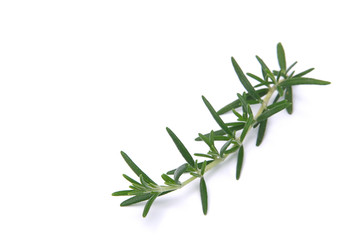 Rosmarin - Rosemary 05
