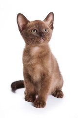Burmese kitten on white background