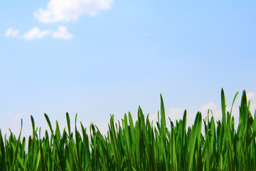 Green stalks of a grass