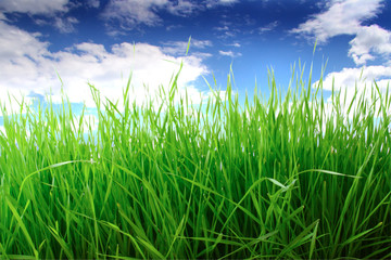 Green stalks of a grass