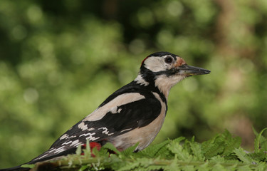 Buntspecht